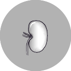Abbildung einer Niere
